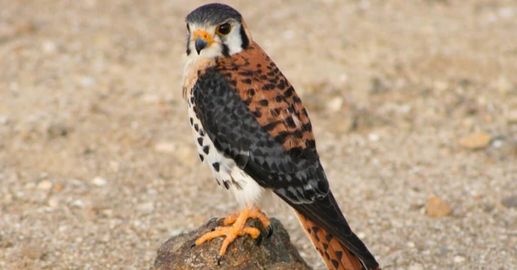 Tipi di uccelli falco
