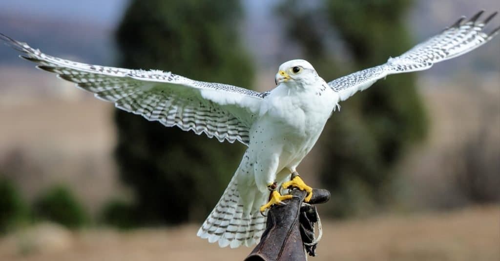 Gli uccelli più veloci del mondo: Girfalco