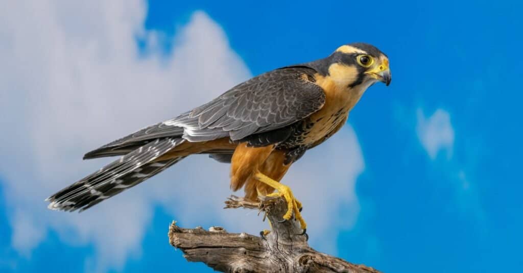 Tipi di uccelli falco