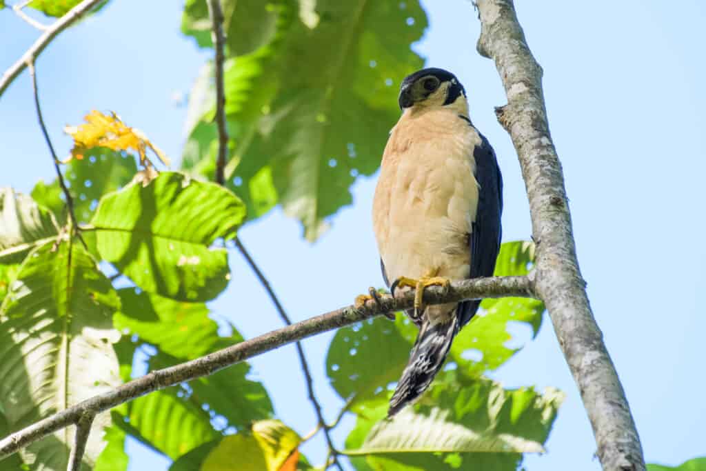 Falco della foresta dal collare
