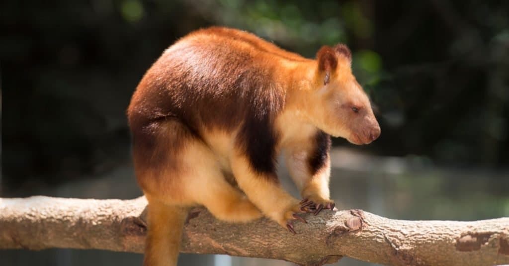 Canguro dell'albero di Goodfellow della Nuova Guinea