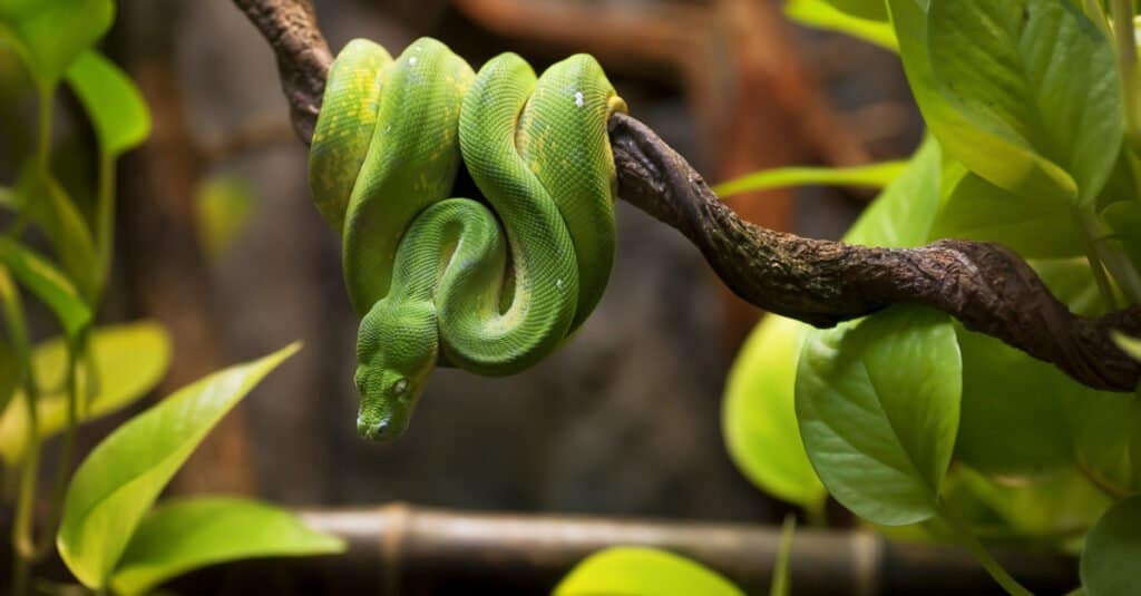 serpente verde avvolto attorno all'arto