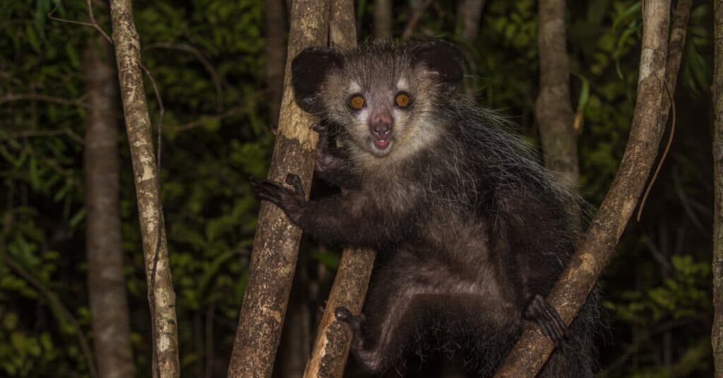 aye-aye aggrappandosi a un albero