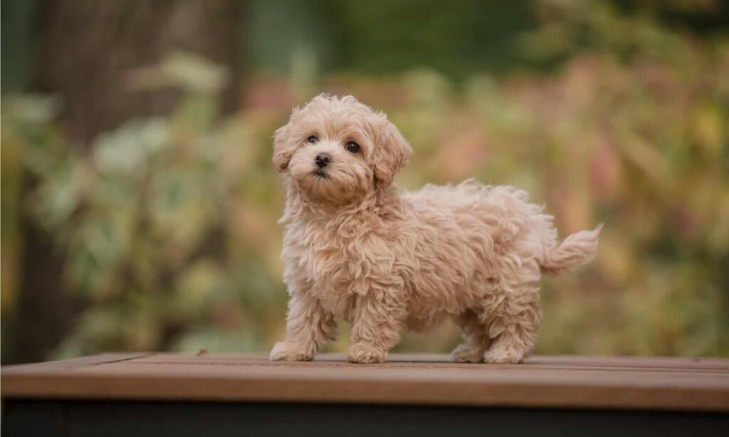 uno dei fatti più incredibili sul maltipoo è che hanno tre diversi tipi di mantello