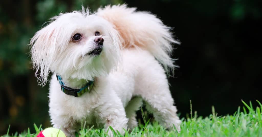 Maltipoo in piedi nell'erba