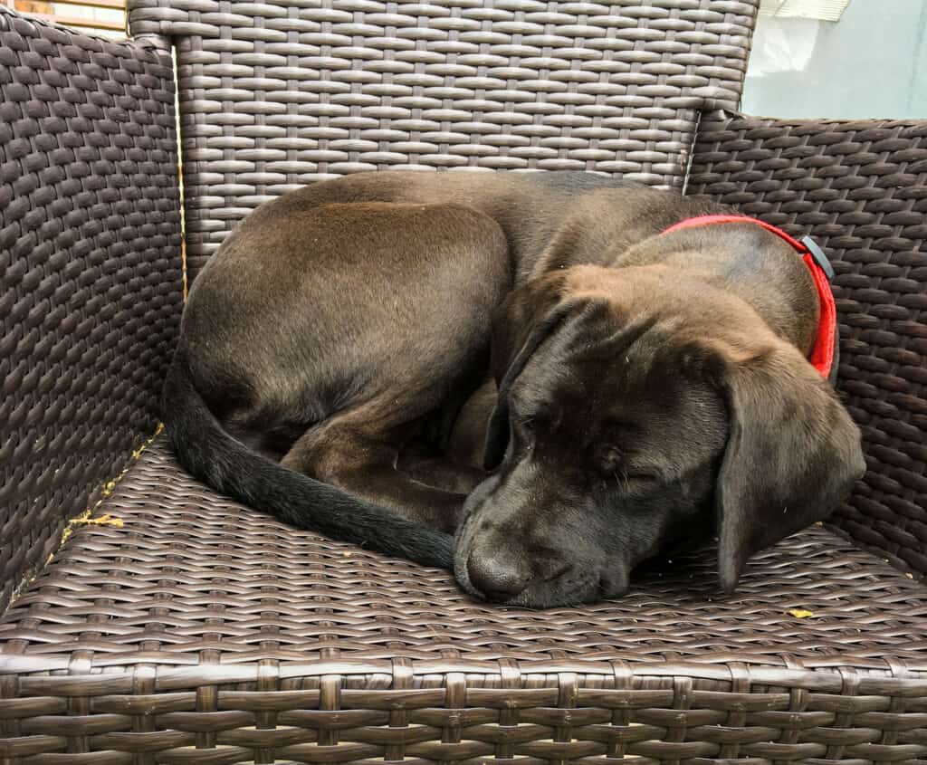 Mastador