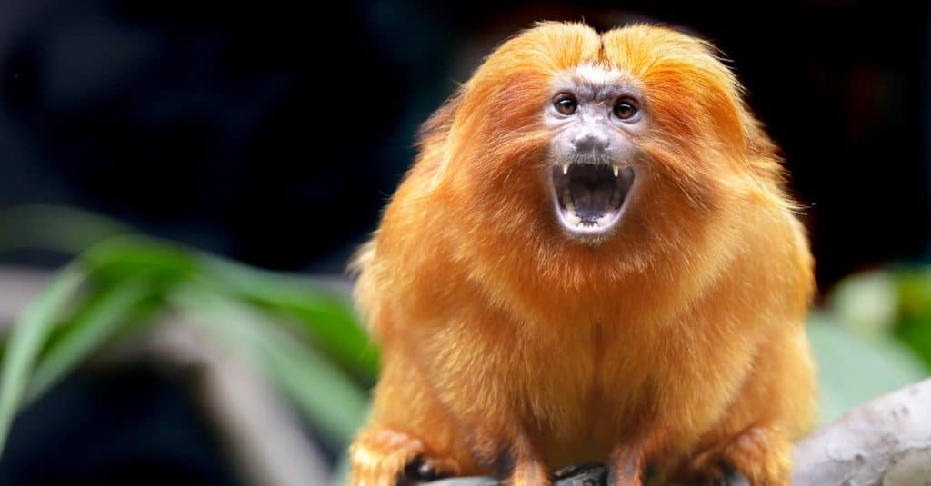 Tamarin del leone d'oro che ringhia alla telecamera