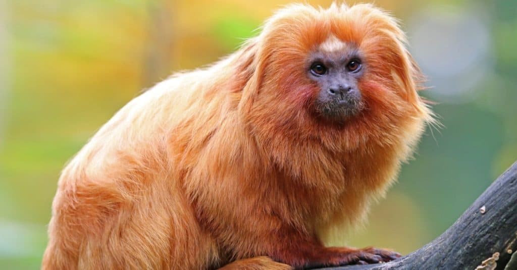 Golden Lion Tamarin seduto su un albero
