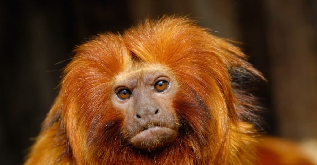 Primo piano del tamarin del leone dorato