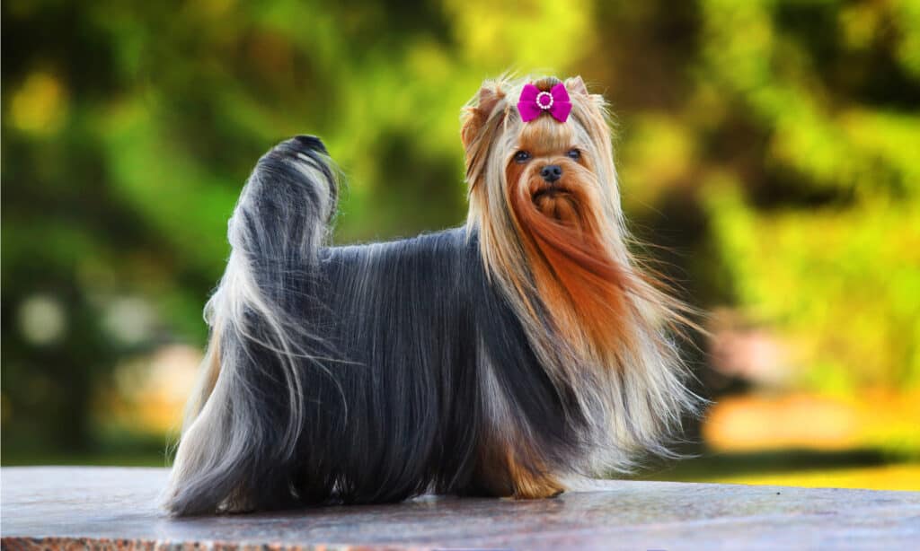 La maggior parte degli Yorkies perde pochissimi capelli