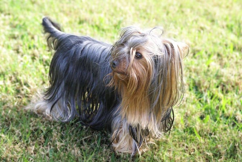 Yorkshire Terrier in piedi sull'erba