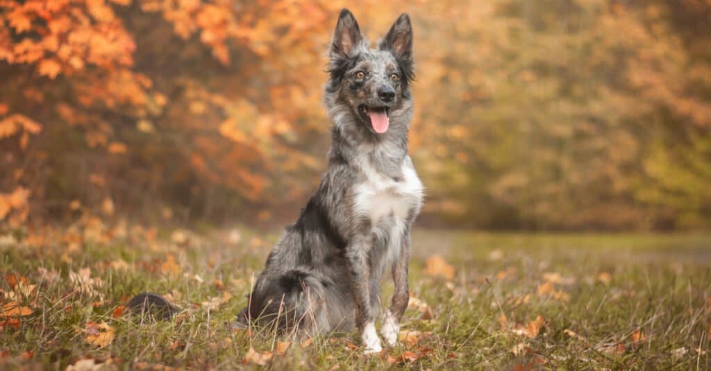 merle border collie seduto in campo in autunno