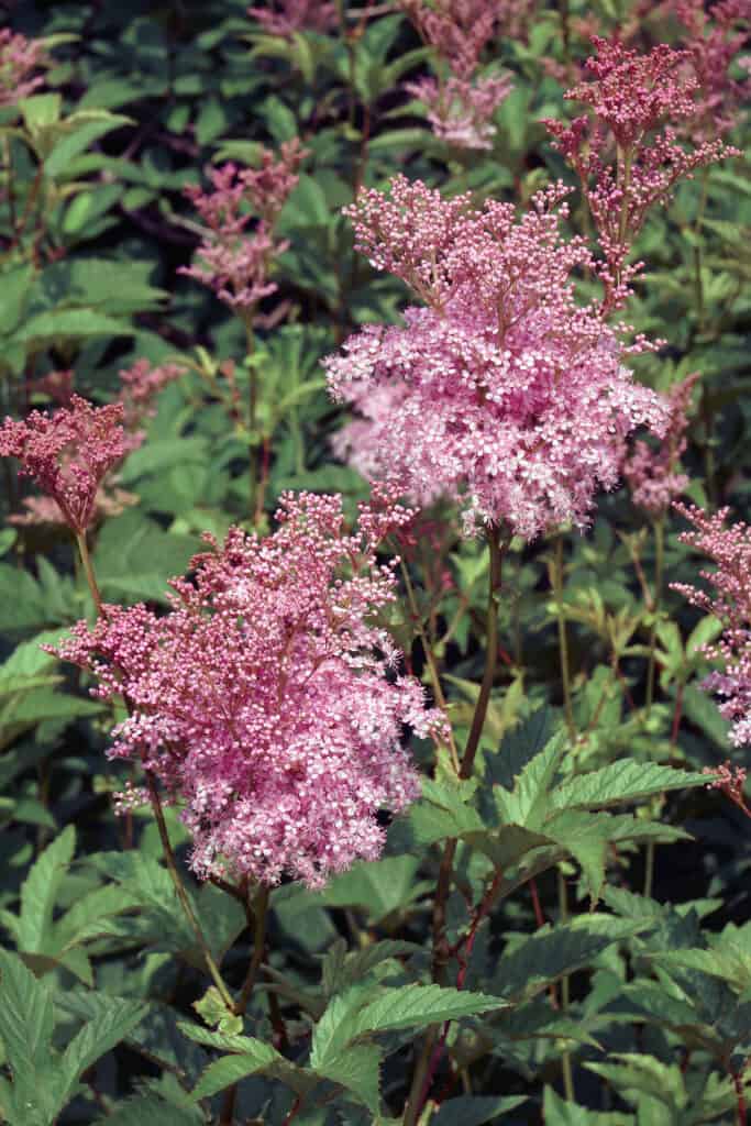 Immagine ravvicinata della regina della pianta della prateria in fiore