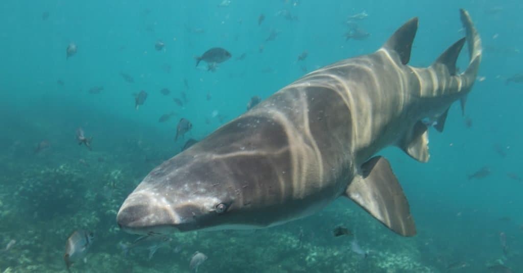 Squalo tigre della sabbia o squalo nutrice grigio o squalo dai denti frastagliati maculato, Carcharias taurus, Capo Infanta, Sud Africa, Oceano Indiano