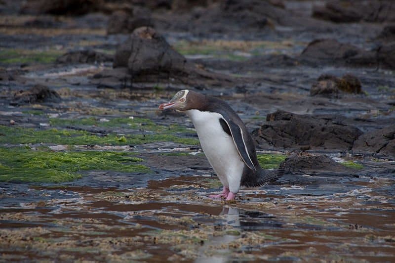 Un pinguino dagli occhi gialli in Nuova Zelanda.