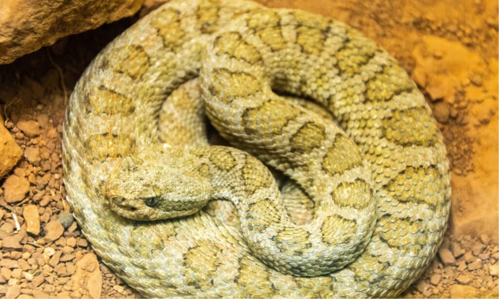 Serpente a sonagli sbiadito nano arrotolato