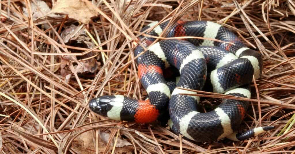 serpente di latte pueblan in paglia di pino
