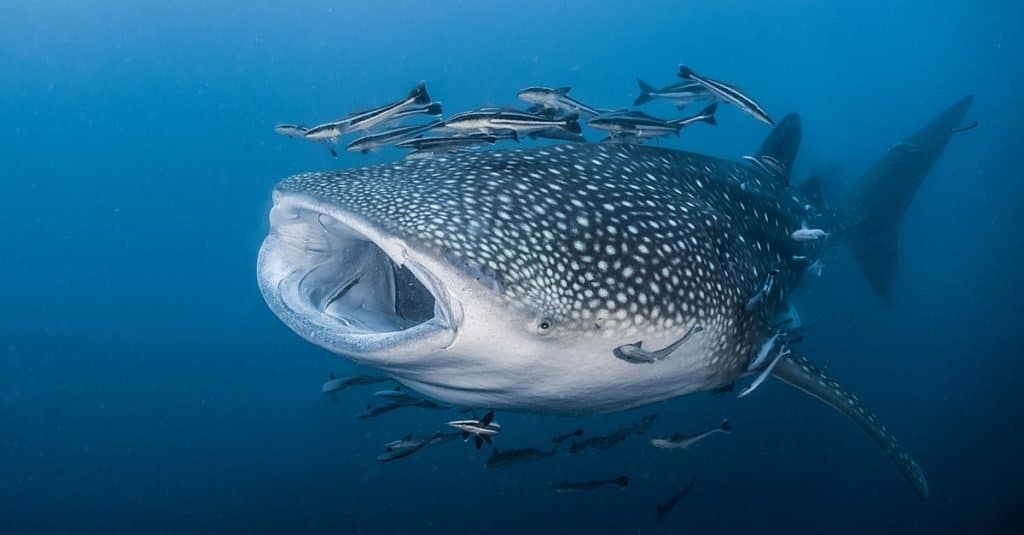 Il pesce più grande del mondo: lo squalo balena