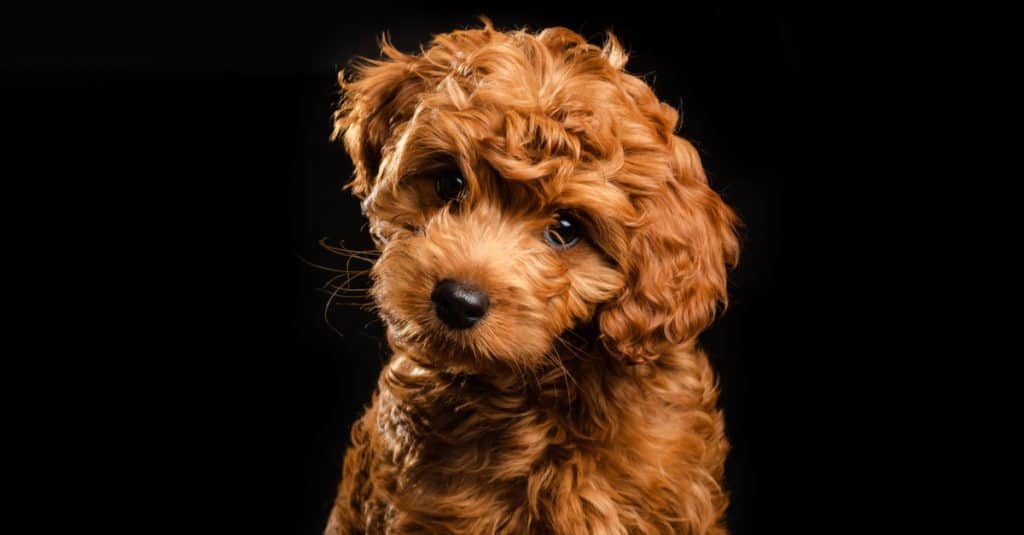 mini cucciolo di labradoodle
