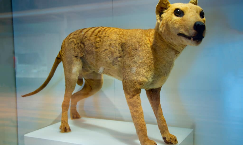 tigre della Tasmania 3
