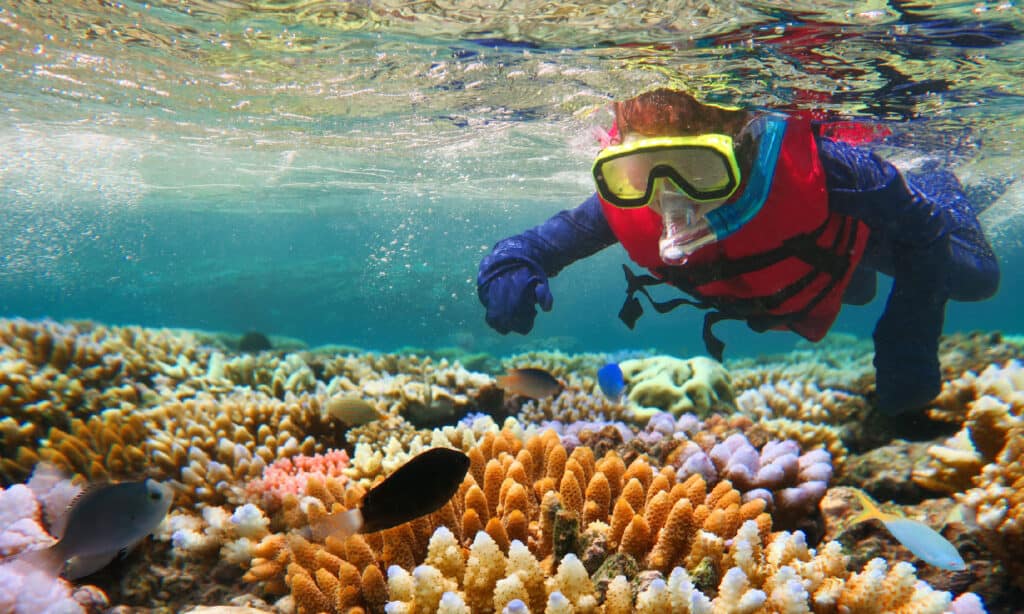 Grande barriera corallina, Australia