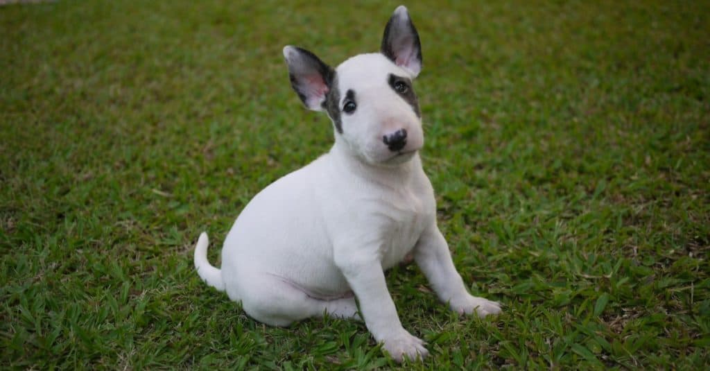 Cucciolo di bull terrier in miniatura seduto sull'erba