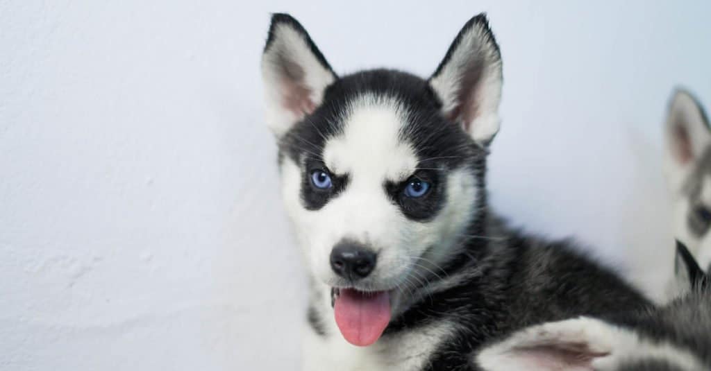 Husky in miniatura con la lingua fuori