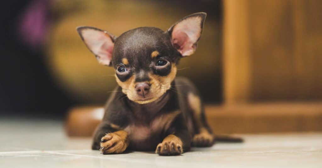 Cucciolo di pinscher in miniatura