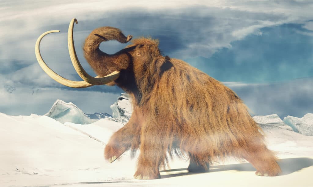 mammut lanoso, animale preistorico