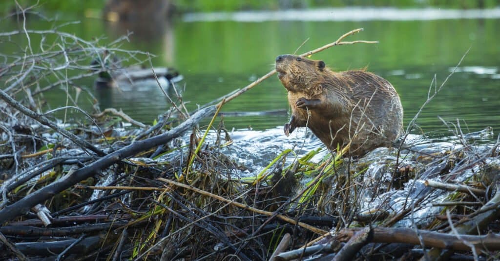 Animali che costruiscono cose come gli umani: il castoro
