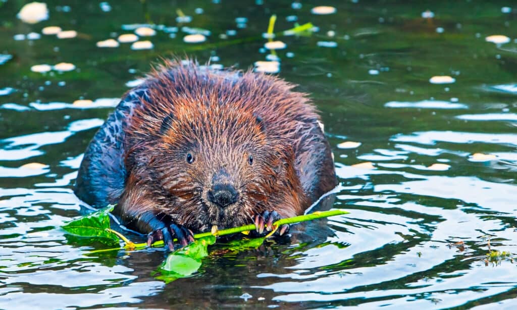 castoro mangia