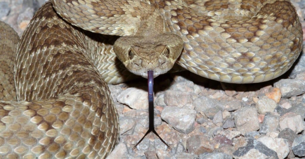 colpo frontale del serpente a sonagli del Mojave