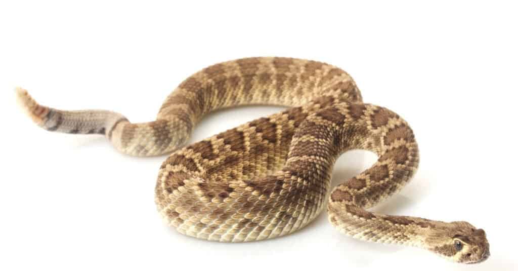 cobra reale vs serpente a sonagli