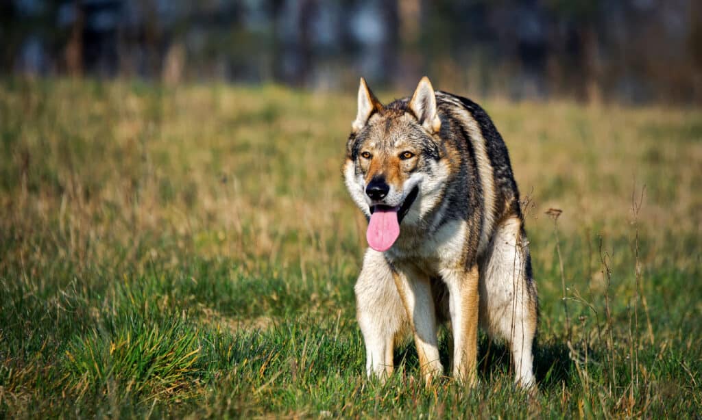 Cacca di cane lupo
