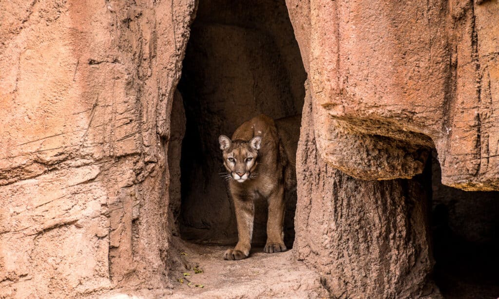Puma