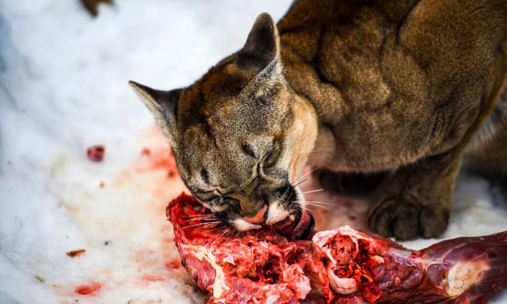 puma che mangia