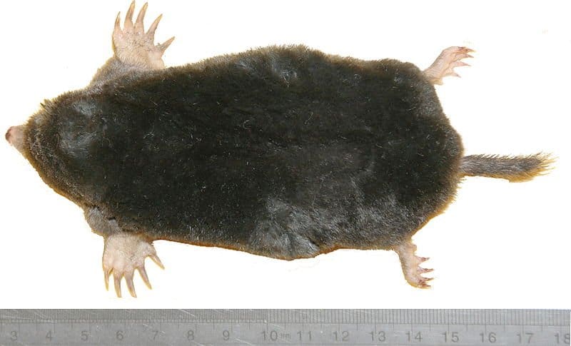 Mole su uno sfondo isolato