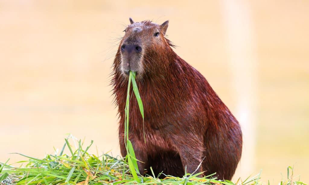 CAPIBARA che mangia