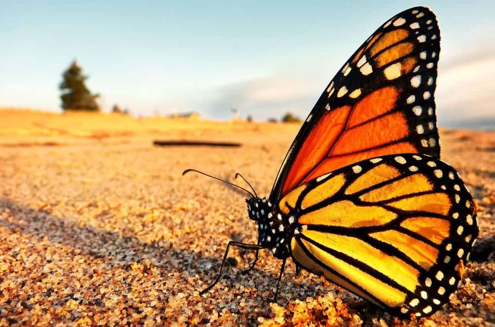 Una farfalla monarca si prende una meritata pausa sulle rive del Lago Superiore nel Minnesota durante il suo ritorno verso nord in Canada dal Messico.