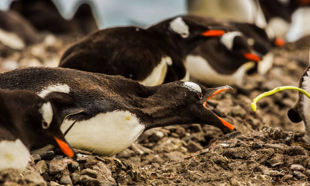 cacca di pinguino