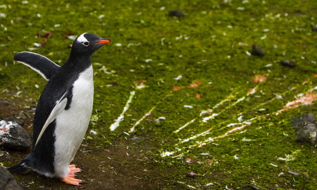 Pinguino Gentoo