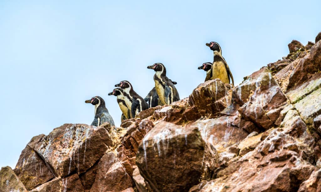 pinguini 
