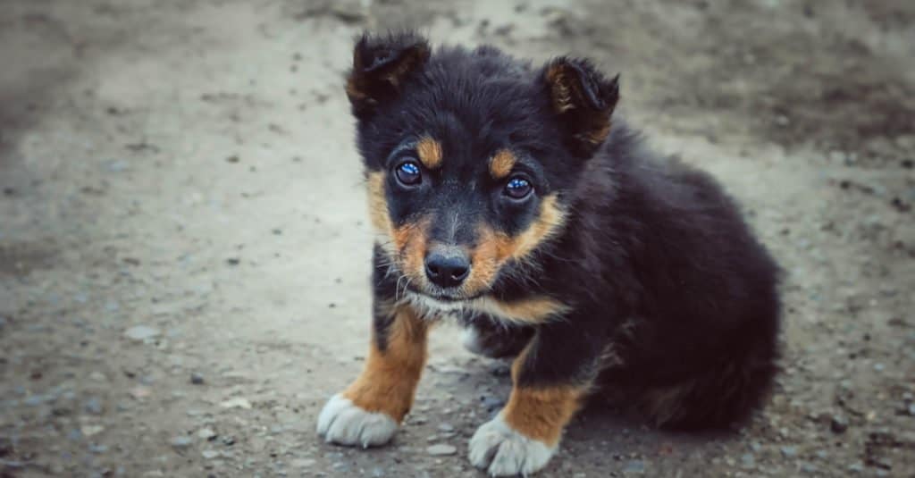 Un cucciolo meticcio in piedi in strada