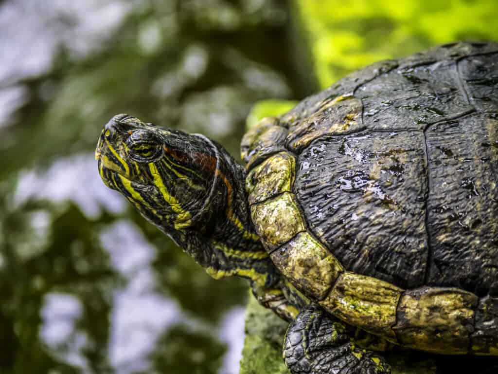 Tartaruga muschiata orientale (Sternotherus odoratus)