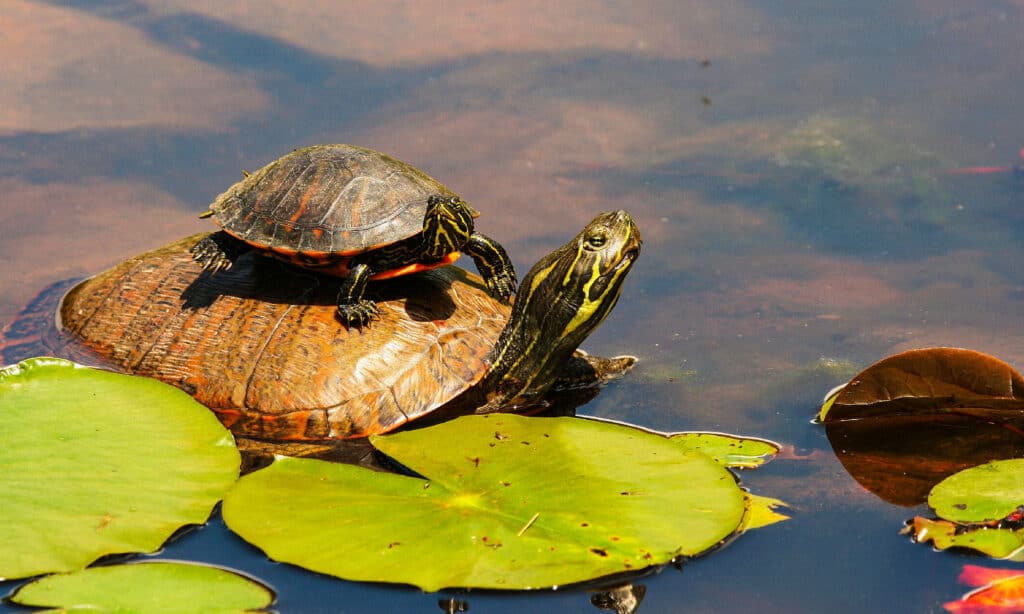 Cooter dal ventre rosso settentrionale (Pseudemys rubriventris)
