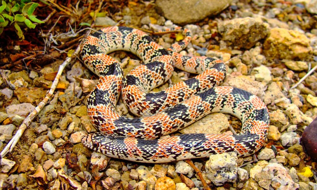 Serpente dal naso lungo, Rhinocheilus lecontei