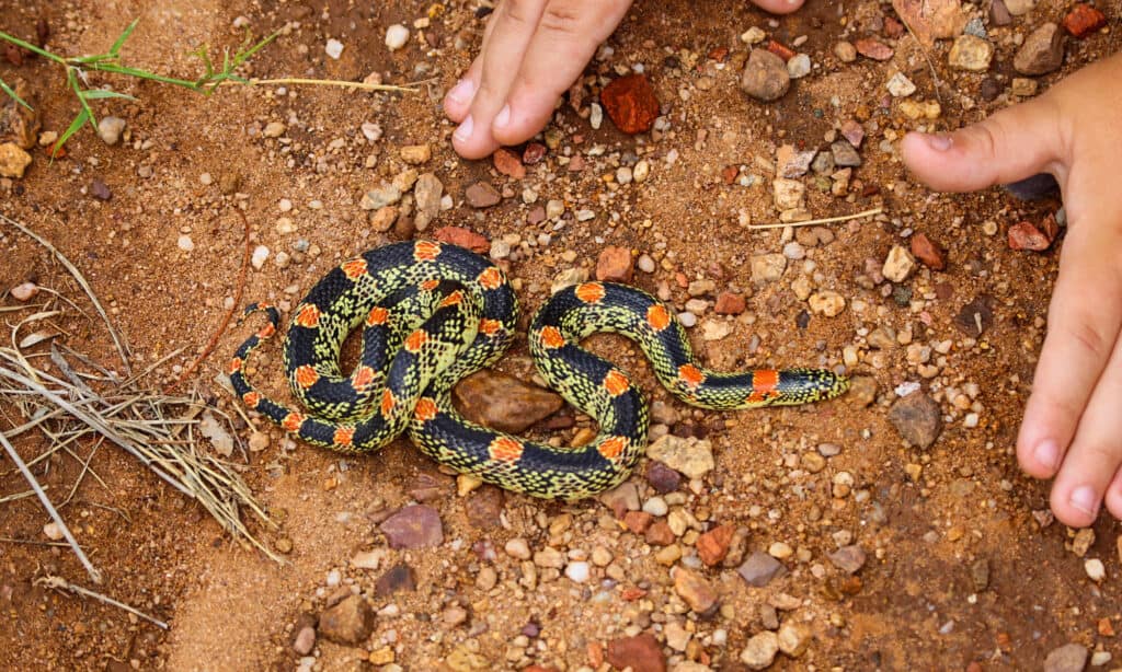 Serpente dal naso lungo Rhinocheilus lecontei