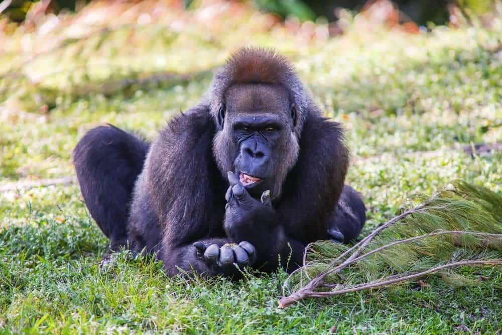 Attraversa il fiume Gorilla riposando all'ombra degli alberi nel momento più caldo della giornata.