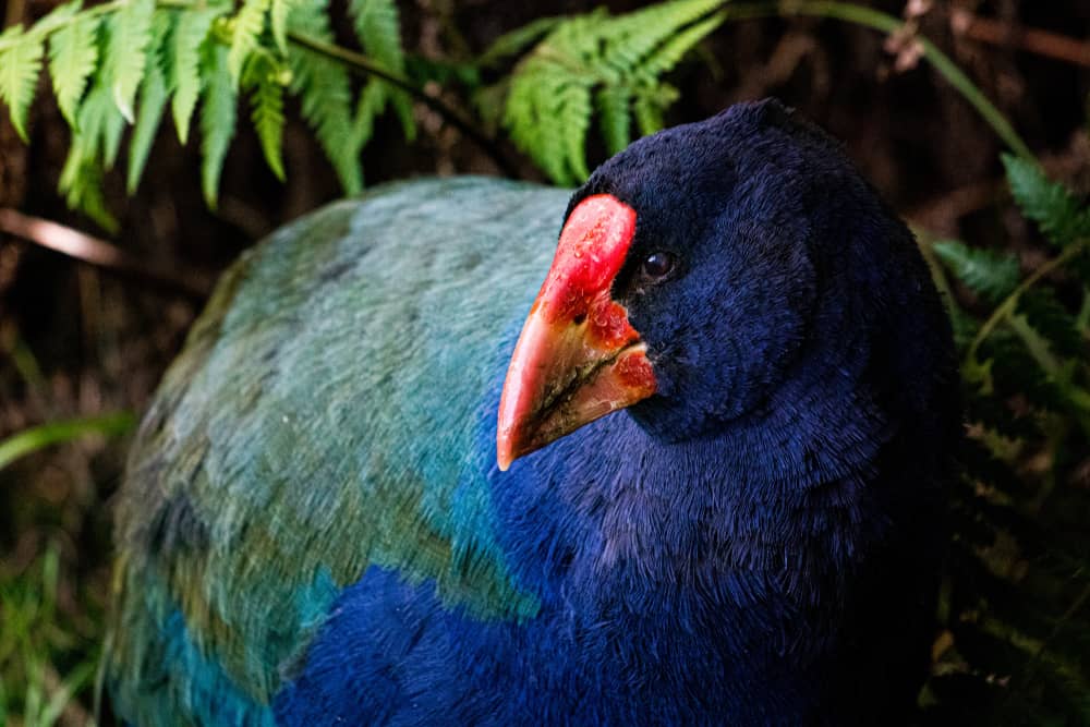 animali che si credevano estinti