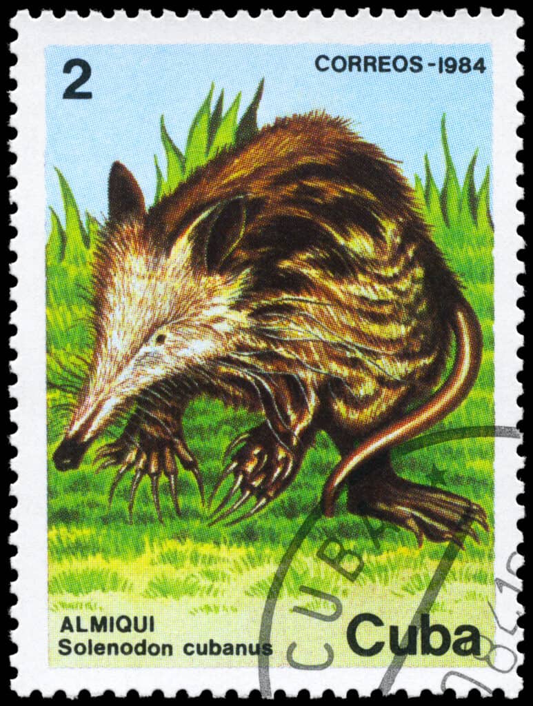 Timbro Solenodon cubanus da Cuba